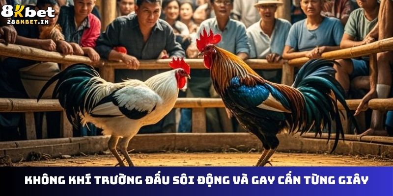Không khí trường đấu sôi động và gay cấn từng giây